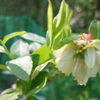 田草がらし　畑苗植え付け