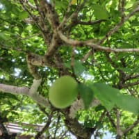 梅仕事しました
