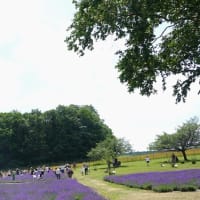 羊ヶ丘展望台でラベンダー刈り取り体験