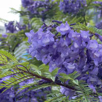 バス旅行で旬の花を③熱海
