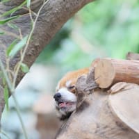 暑すぎて