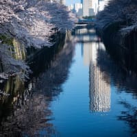 2025年　目黒川のさくら