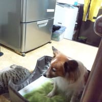 寒がりピー＆クー