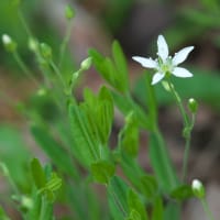 植栽の花　ホタルブクロ　ススキの株の中に咲きました