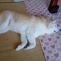 北斗の拳…お前はもう死んでいる^^;