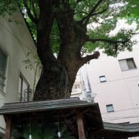 浅草橋の鳥越神社の境内に祭りの余韻が残っていた。