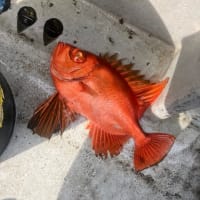 今年の初釣りは