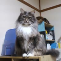 やっぱり下っ端