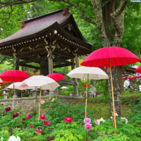  牡丹寺遠照寺」のボタン祭り　其の1　（2025年05月18日　日　薄晴れ　OM-D M1 MⅢ）
