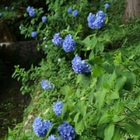 21世紀の森の紫陽花①