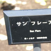 東沢バラ公園　２