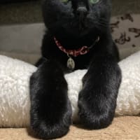 枕元の黒猫