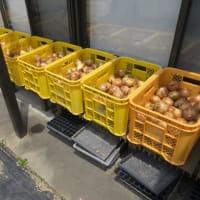 菜園の今（玉ネギを乾燥中）