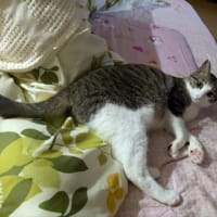 クリンへの想いは尽きなくて・・・299