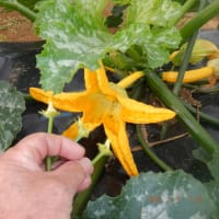 　雨前の野菜収獲4種類　