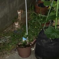さくら猫ファミリー