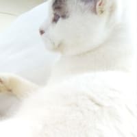 ドトール