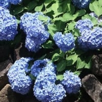 農業公園のアジサイが見頃に