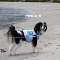 ｢長浜海浜公園｣で遊ぶ･･･そのあと災難が～母の長寿お祝い旅行②