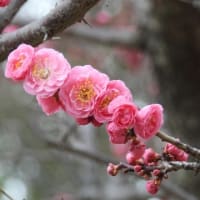 大仙公園（２０２５年３月１７日）