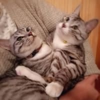 うちの猫たち・アイクリ♪
