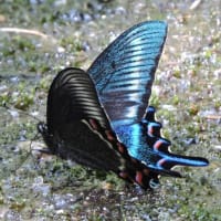 ミヤマカラスアゲハ春型 Papilio maackii：深山ではない里に