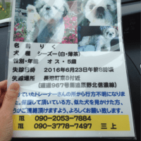 りく君を探しています！