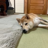冬へ逆戻り