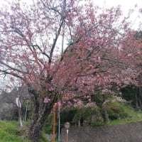 遅咲きの八重桜が咲き始め