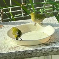 ヒヨドリとメジロを眺めて