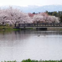 富山県立中央植物園の桜