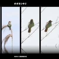 ６月最初の嬉しい出会い