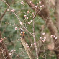 雨が降らないうちに鳥見と野鳥撮影