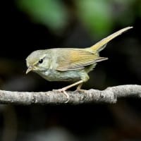 いつもの公園