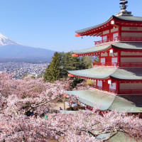 満開の桜