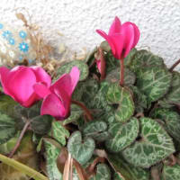 ベランダの花
