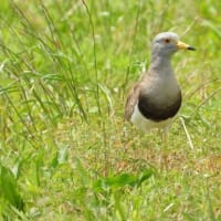 治療の合間の花散策！（ジガバチソウとイチヤクソウ、それと初見のケリと！）