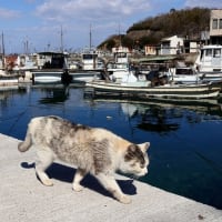 瀬戸内G島の猫たち　2025年2月　その13