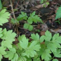 銀竜草はギンリョウソウと読みます