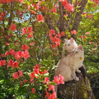 ツツジ撮影行ったわ