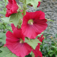 タチアオイ　〈立葵の赤い花〉　