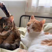 お次は何を？