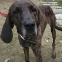 プロットハウンド緊急里親募集　URGENT FOSTER/ADOPTION REQUEST　2024/5/3