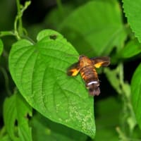 ホシヒメホウジャクの産卵