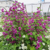 ba-baの花畑の花