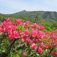 三原山のつつじが満開でした