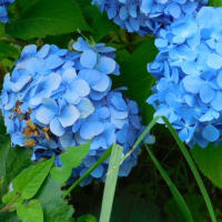 6月14日　今日の写真　朝に出あった　アジサイ　百合