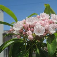 カルミアの花