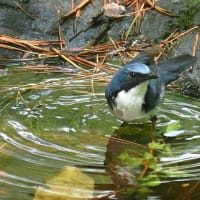 コルリの水浴び