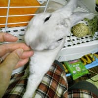 モフモフの健康診断